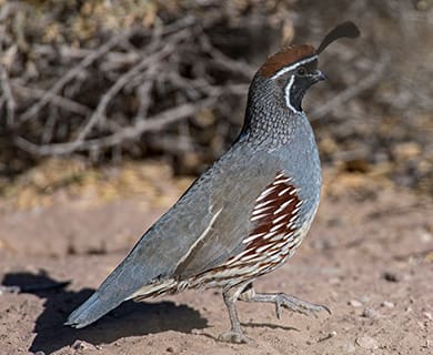 hunt quail