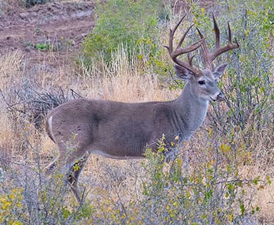 hunt whitetaildeer2