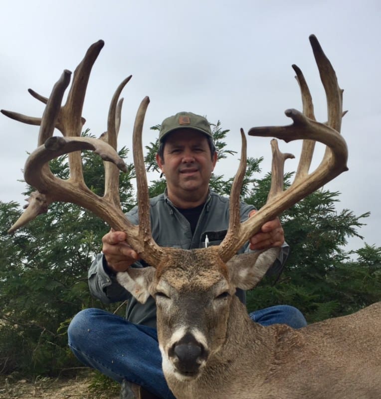 whitetail deer