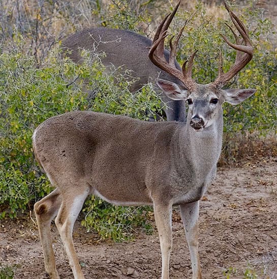 whitetail deer2